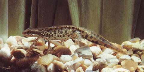 male Triturus italicus (=Lissotriton italicus)