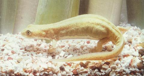 female Triturus vittatus (=Ommatotriton vittatus)