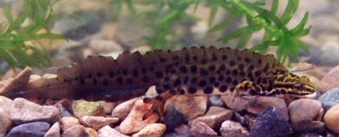 male Triturus vulgaris (=Lissotriton vulgaris)